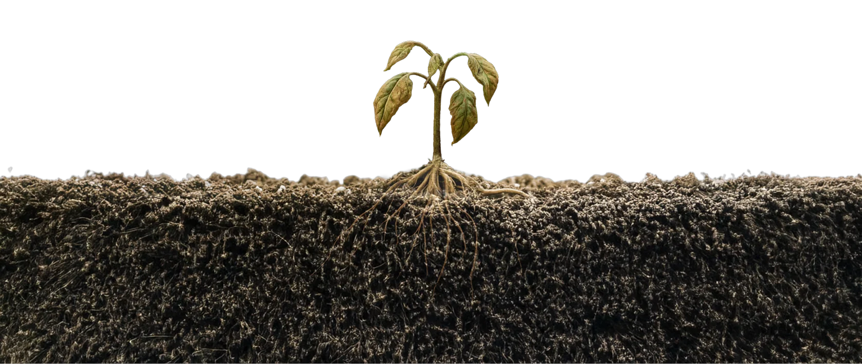 Plant grown in coco blended with peat, showing sparse roots and stressed foliage