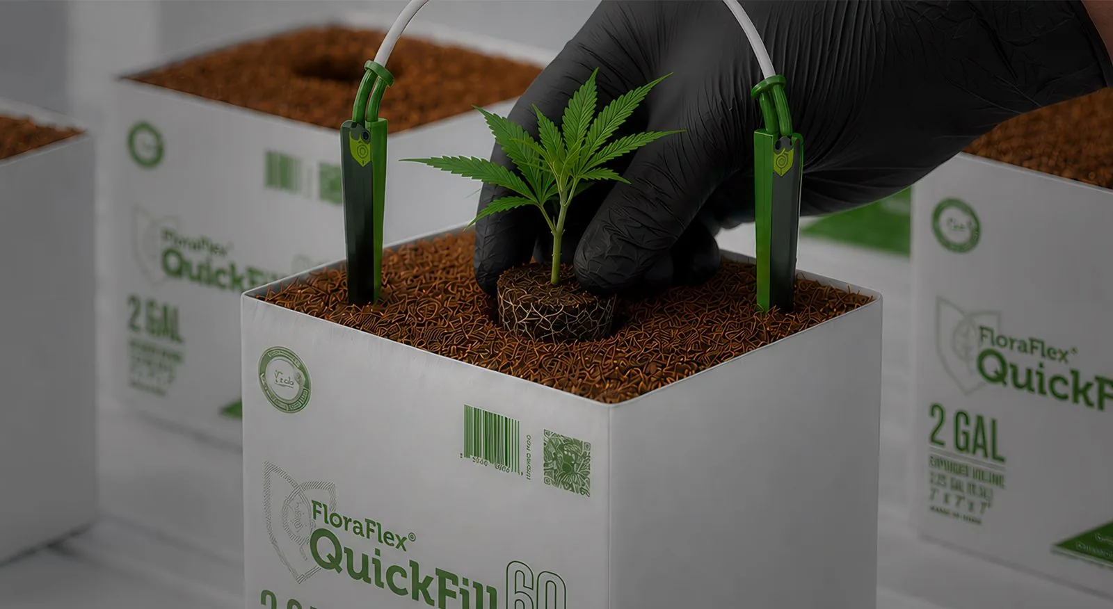 Gloved hand transplanting a rooted clone into a hydrated FloraFlex QuickFill coco bag