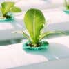 How Often You Should Change Water for Hydroponics