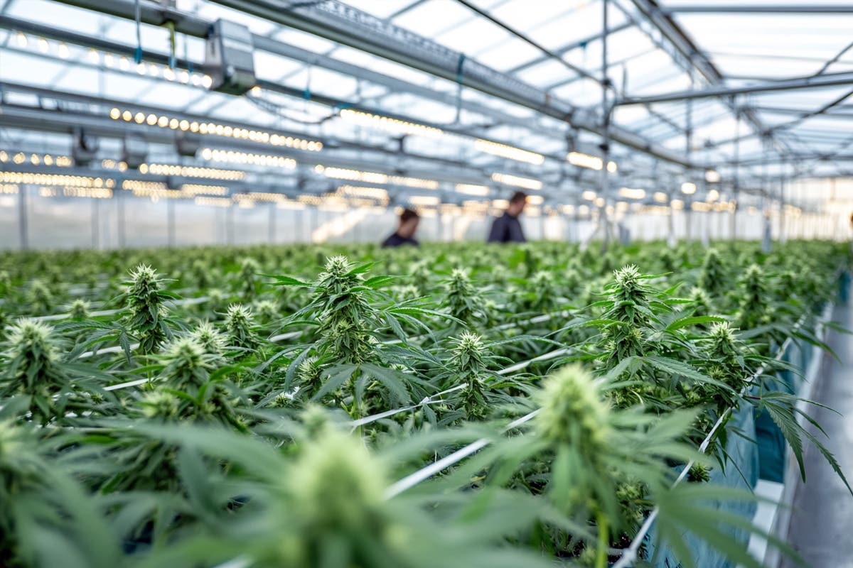 Revolutionizing Cannabis Cultivation: The Power of Advanced Automation