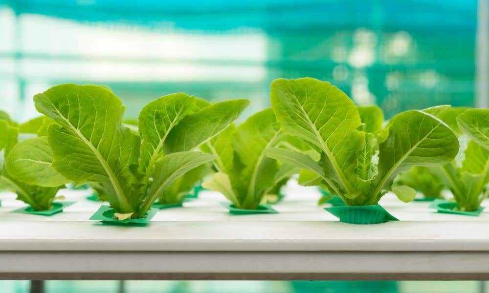 Reasons Your Hydroponics System May Be Leaking