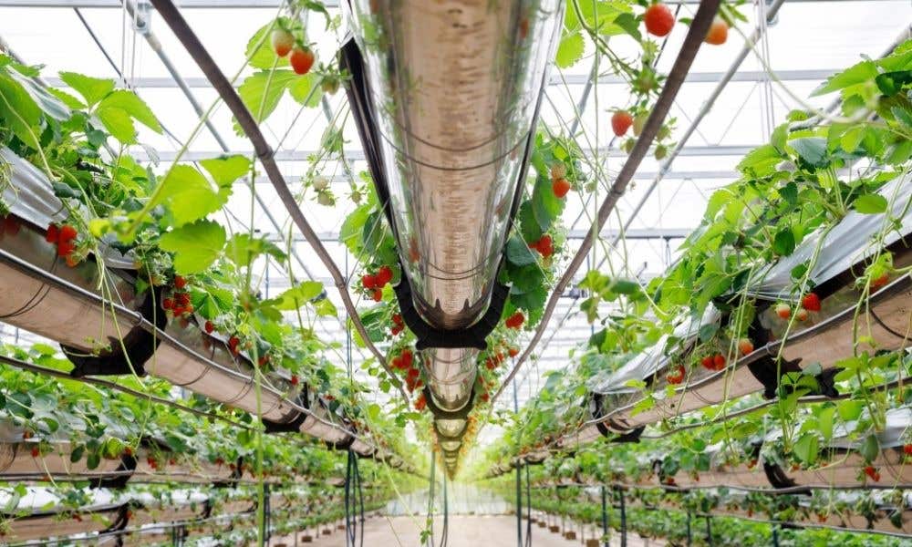 A Guide to Hydroponic Nutrients