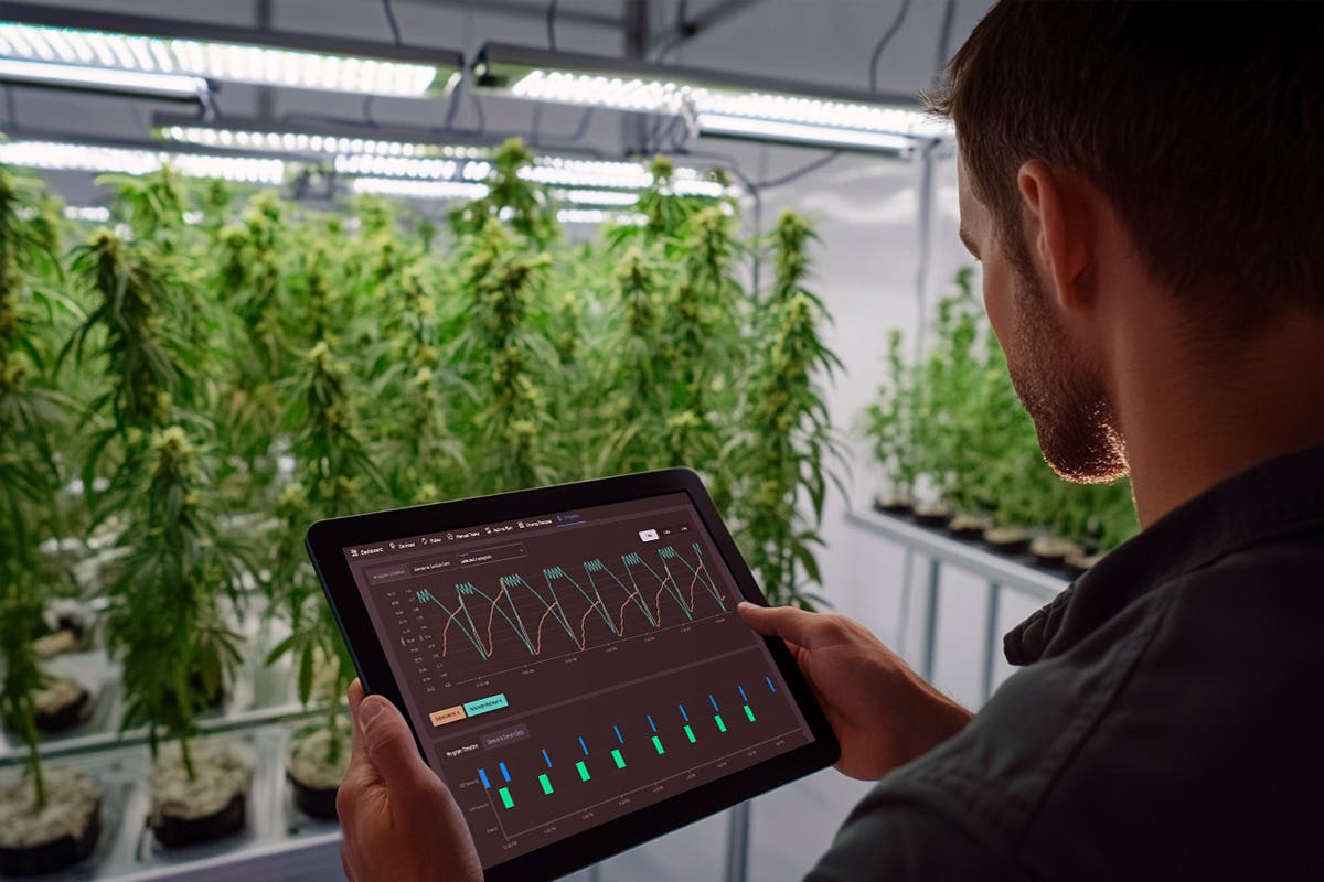 Crop Steering Techniques for Enhanced Yields in Cannabis Cultivation