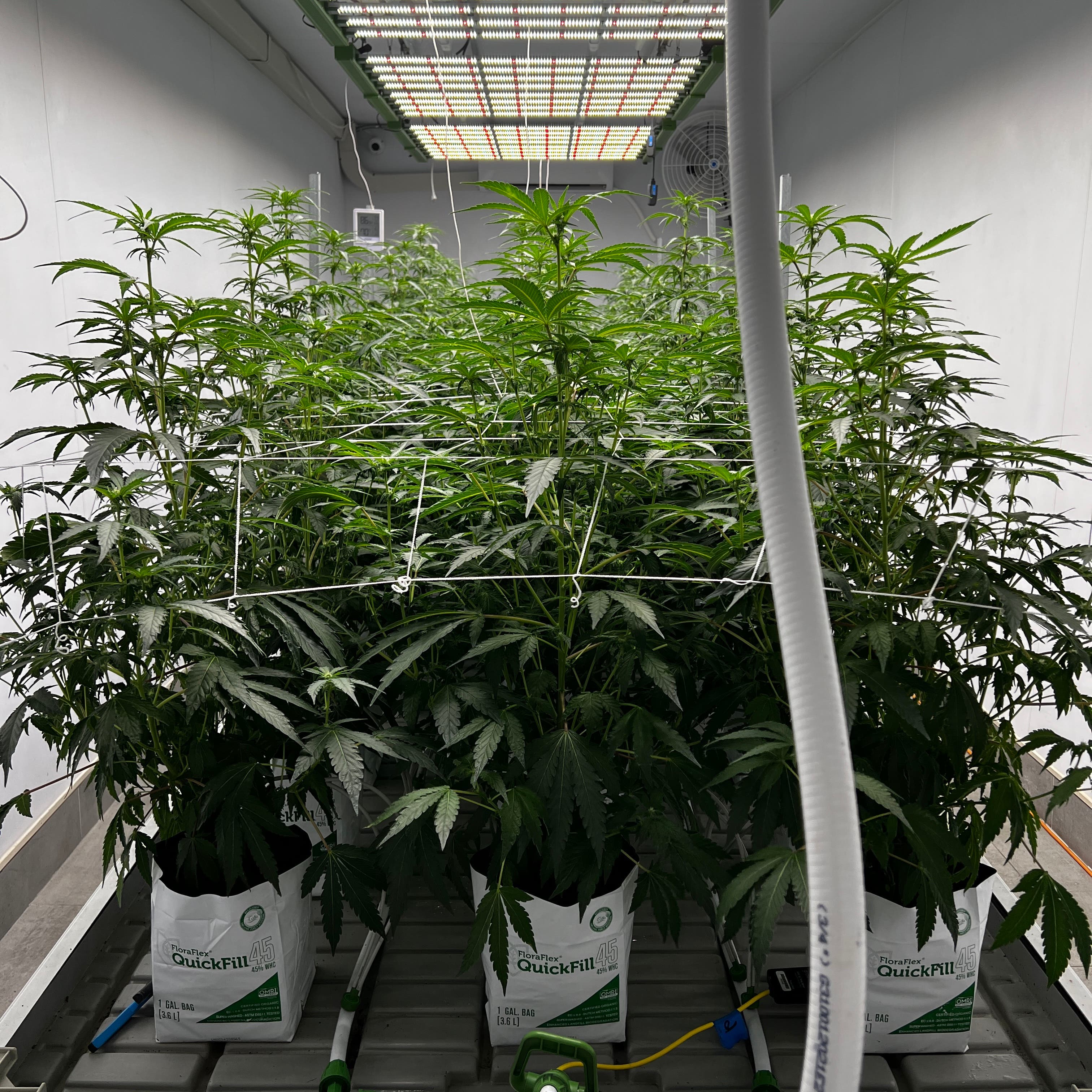 How to Trellis Cannabis Plants Successfully for the Best Yield