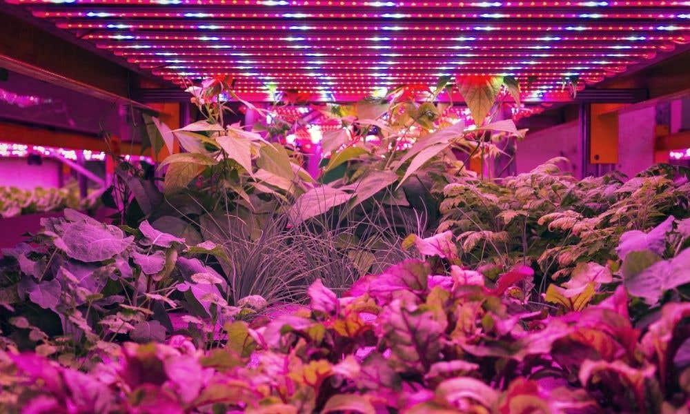 Hydroponic Companions: Discover Which Plants Grow Well Together!