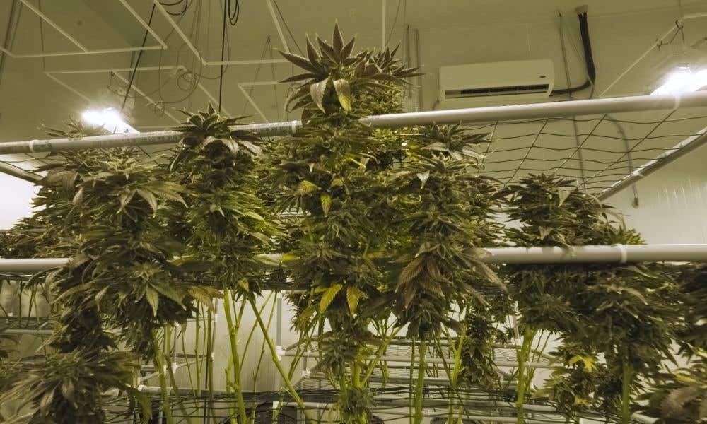 Guide to Growing Marijuana In Shipping Containers - Marijuana