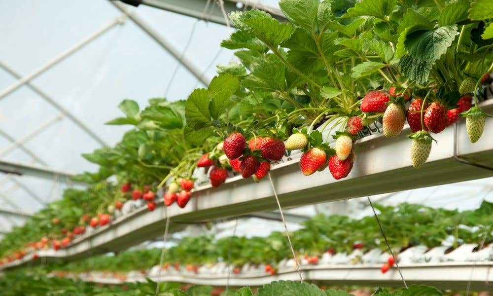 Which Fruits Are Best Grown In Hydroponics Blog 