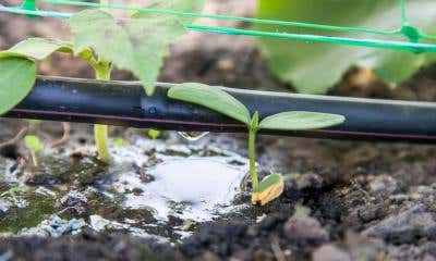 Tips for Implementing Efficient Irrigation