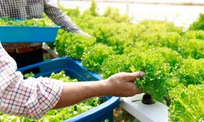 How To Start a Hydroponic Farming Business