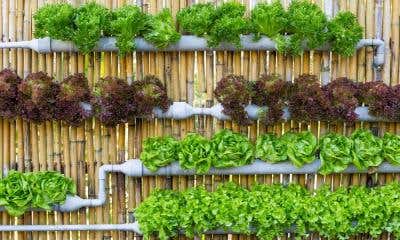 6 Tips for Starting Your First Hydroponic Garden