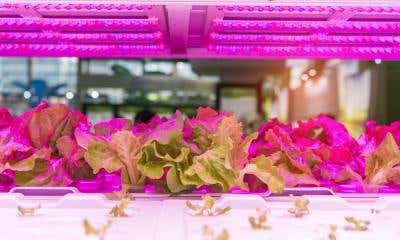 Hydroponic Lighting and Why It’s So Important