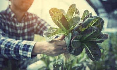 A Step-By-Step Guide To Cleaning Your Hydroponic System