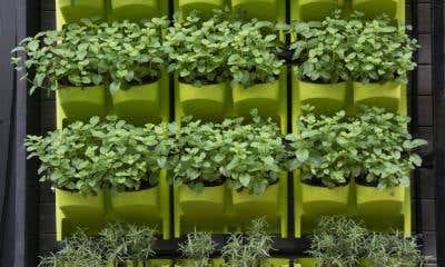 How To Save Space When Growing Plants Hydroponically