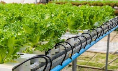 What Is Ebb and Flow Hydroponics and How Does It Work?