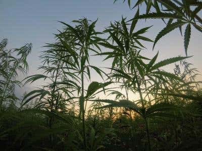 Nutrient Uptake: Ensure Maximum Cannabis Growth