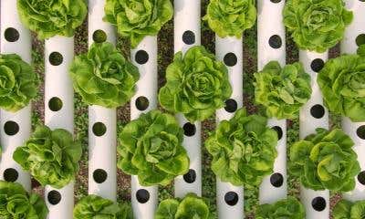 Regular vs. Hydroponic Nutrients: The Differences