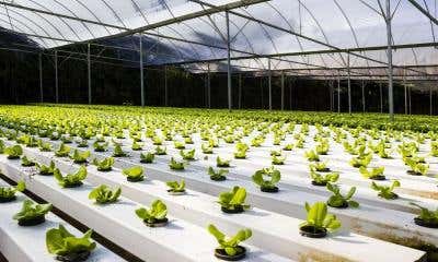 A Brief History of Hydroponics | How It All Began