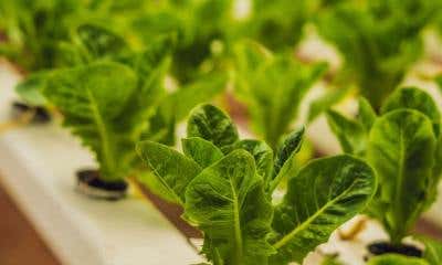 Environmental Benefits of Hydroponic Growing