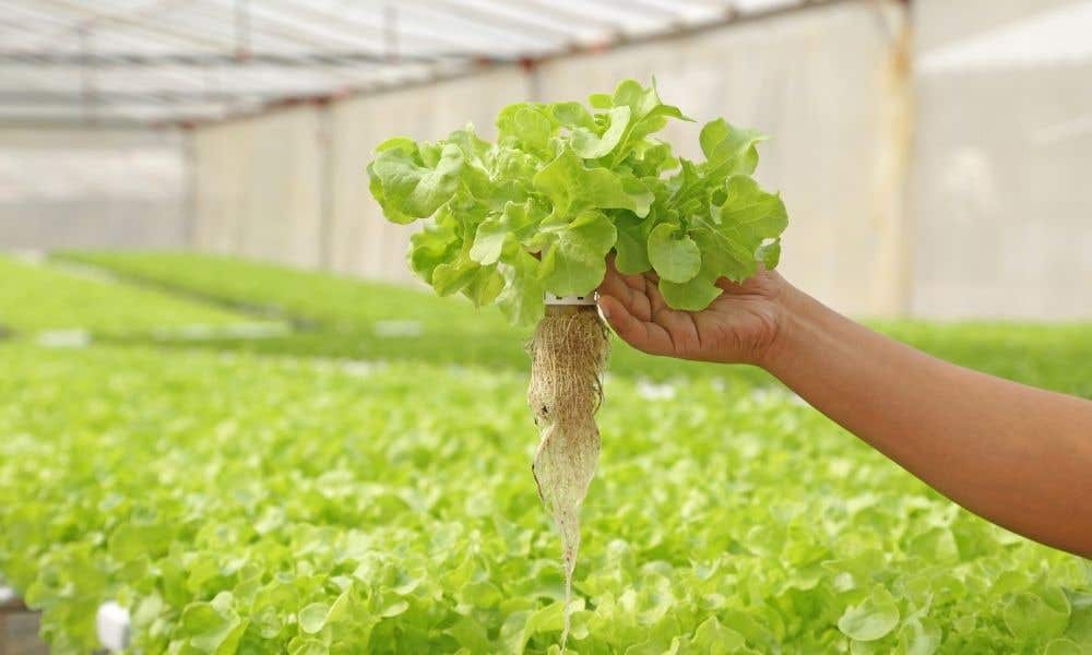 Plant Diseases To Watch Out for in Hydroponic Gardening